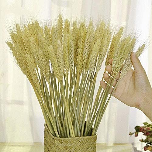 TooGet 200 Stems Dried Wheat Bouquet for Decor