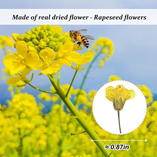 60PCS Yellow Pressed Rapeseed Flowers for Resin Crafts