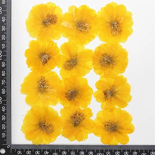 12pcs Sulphureus Natural Pressed Dried Flower for DIY Craft Jewelry Making 1