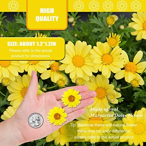 60PCS Yellow Dried Sunflowers for DIY Crafts