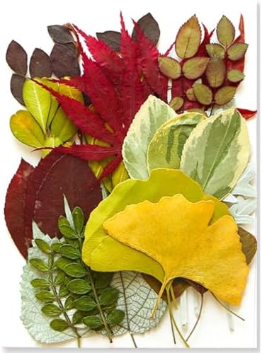 35 Pcs Dried Flowers Leaves for Crafts Resin Art DIY