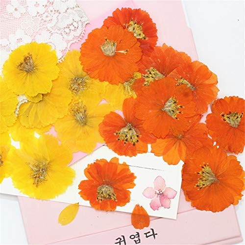 12PCS Sulphureus Natural Pressed Dried Flower for DIY Craft Jewelry Making