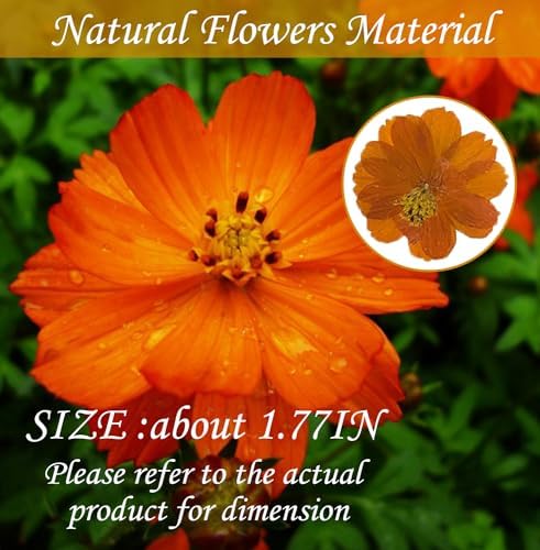 60PCS Dried Orange Cosmos Flowers for Resin Crafts