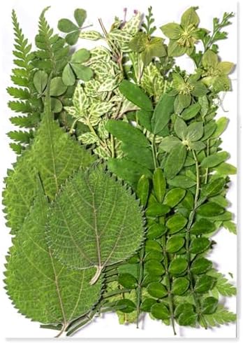 35Pcs Dried Pressed Flowers Leaves for Resin Crafts DIY Art