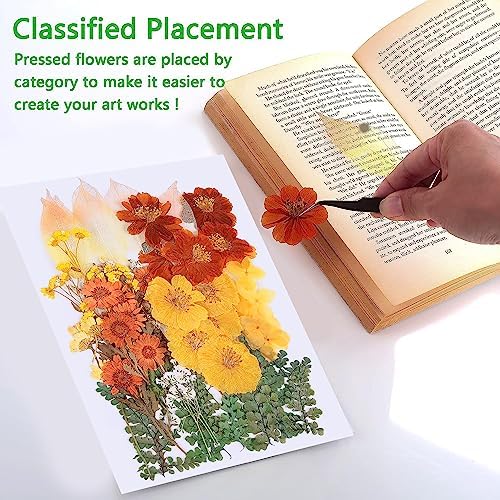AHTONG 100 PCS Real Dried Flowers Leaves Natural Plant Herbarium - Fall Yellow Orange