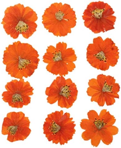 12PCS Sulphureus Natural Pressed Dried Flower for DIY Craft Jewelry Making