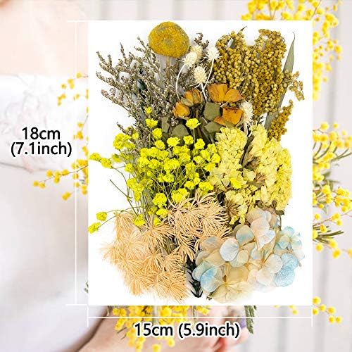 Vignee Real Dried Pressed Flower Daisies for Resin Jewelry Craft DIY