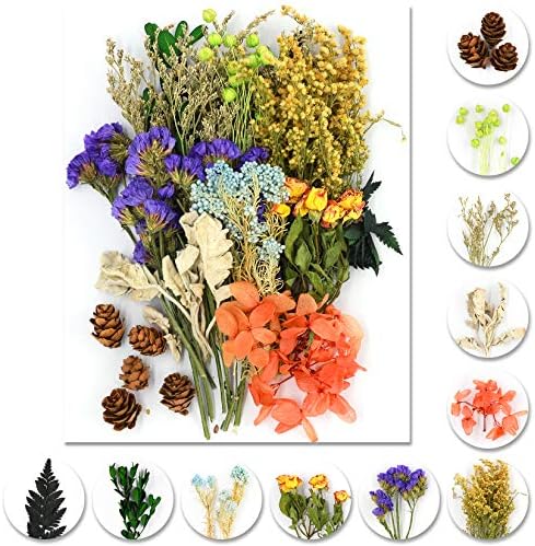 Vignee Real Dried Pressed Flower Daisies for Jewelry Crafting Violet Green