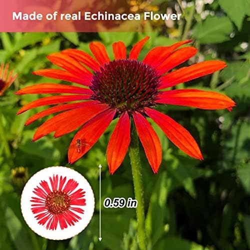 60PCS Natural Dried Chrysanthemum Flowers for Resin Jewelry and Craft