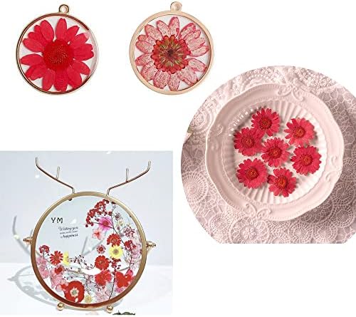 50pcs Natural Dried Daisy Flower for Crafting and Decoration