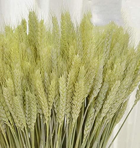 TooGet 200 Stems Dried Wheat Bouquet for Decor