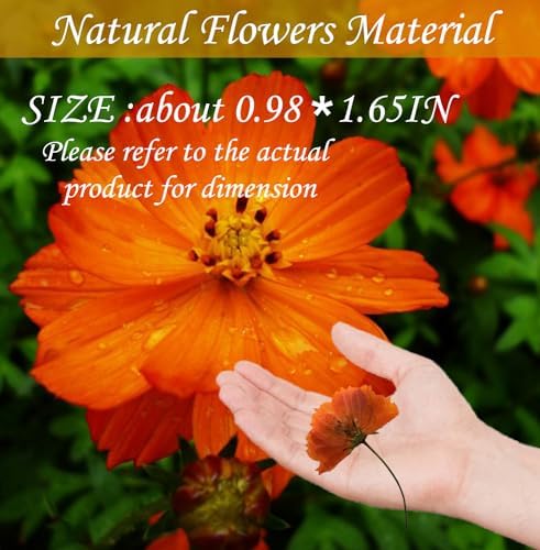 HEISENLIN Orange Dried Cosmos Flowers 42PCS for Resin Jewelry DIY Crafts