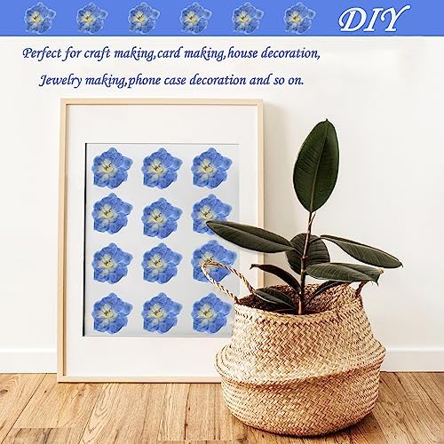 Blue Dried Larkspur Flowers 60PCS for Resin Craft Decor