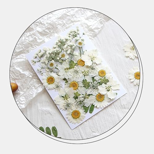 36Pcs Dried Pressed Flowers for Resin DIY Art Crafts