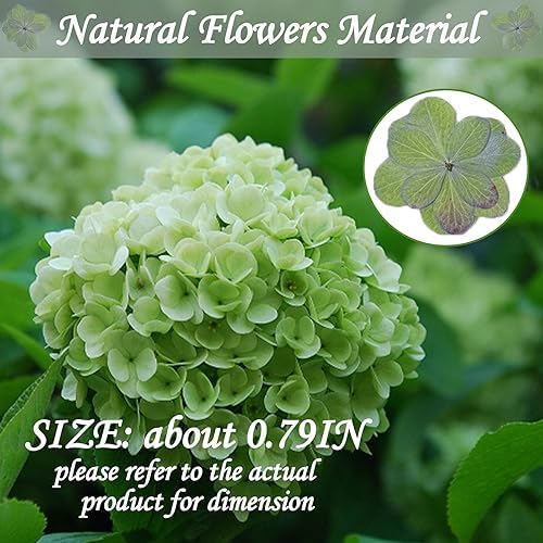 60PCS Green Dried Double Hydrangea for Resin Crafts