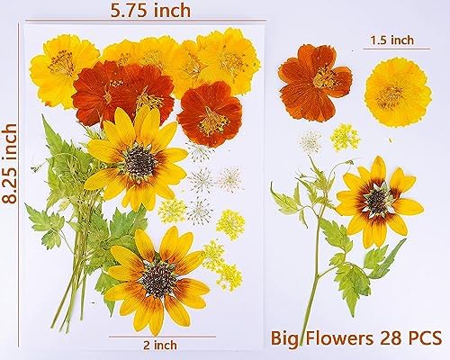 Yellow Sunflowers Big Dried Flowers for Resin Mold Craft