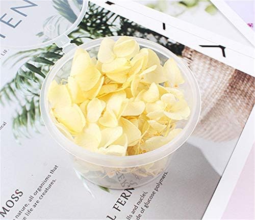 Natural Dried Flowers Hydrangea Pressed Flower Scrapbooking Embellishment Yellow
