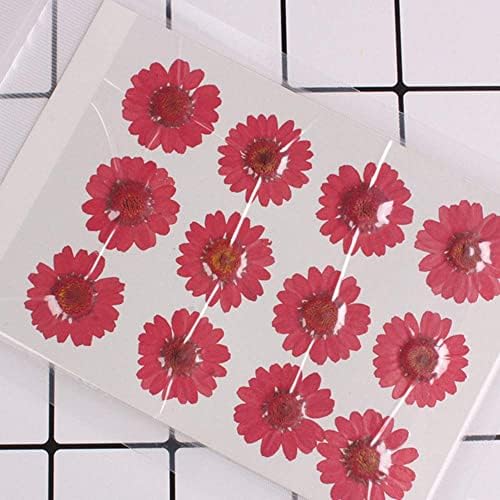 50pcs Natural Dried Daisy Flower for Crafting and Decoration