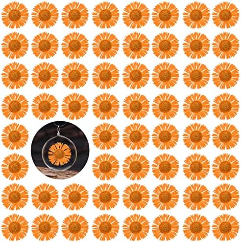 60PCS Dried Chrysanthemum Flowers for Resin Crafts