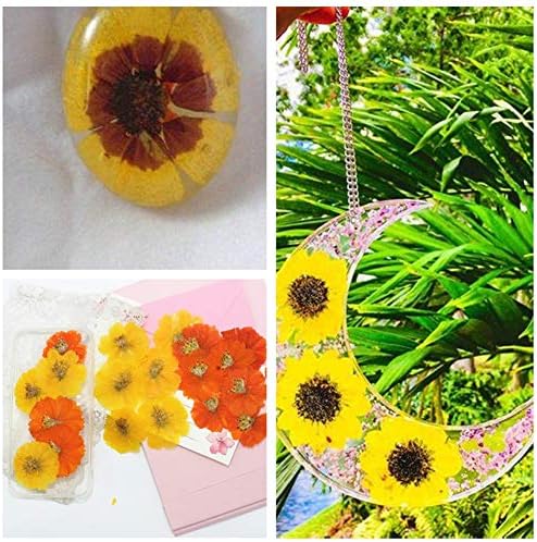 12PCS Sulphureus Natural Pressed Dried Flower for DIY Craft Jewelry Making