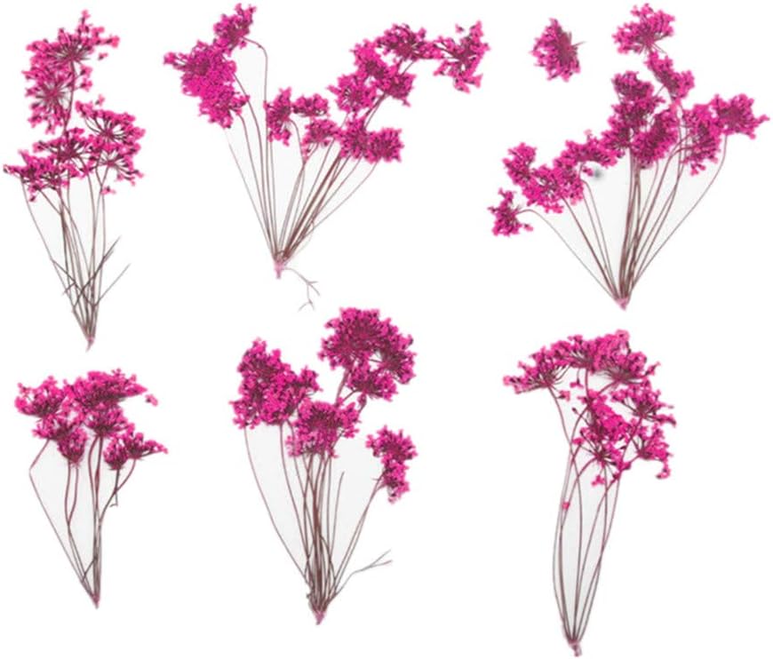 6PCS Natural Real Pressed Dried Flower for DIY Resin Jewelry Crafting