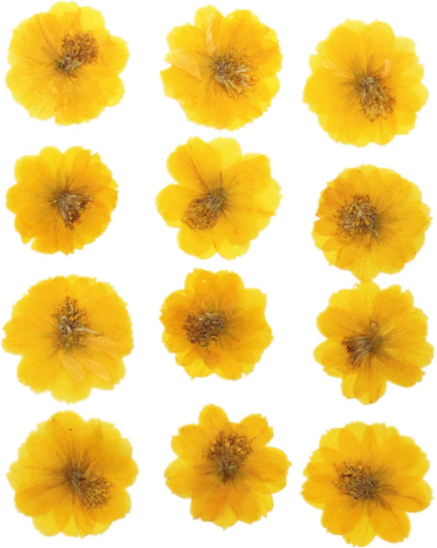 12pcs Sulphureus Natural Pressed Dried Flower for DIY Craft Jewelry Making 1