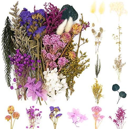 Vignee Real Dried Pressed Flowers Daisies Violet Craft