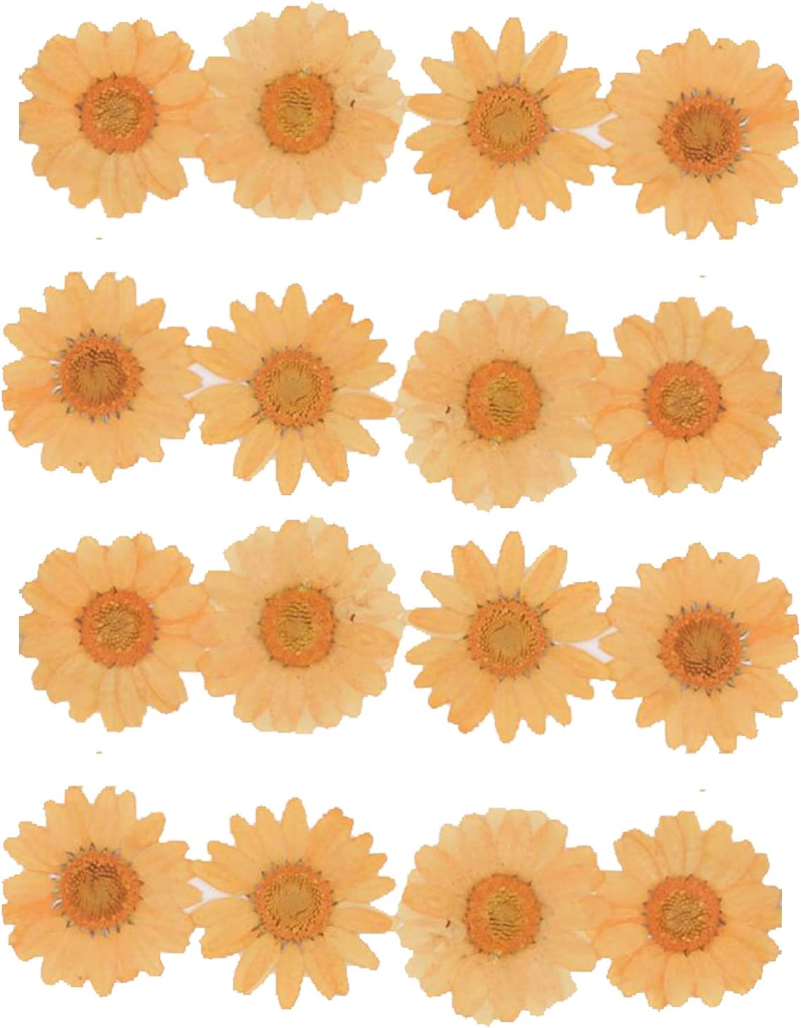 50pcs Natural Dried Daisy Flower for Crafts and Decor