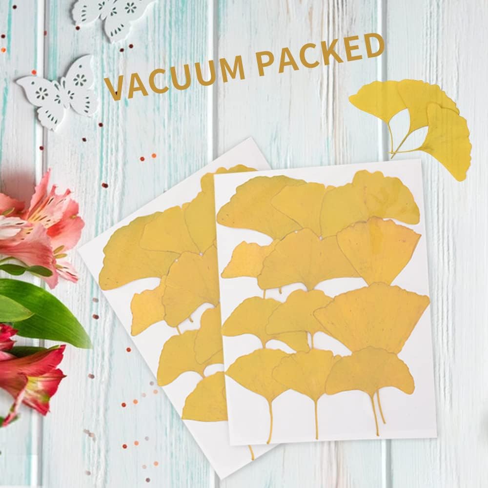 Yellow Dried Ginkgo Leaves for Resin Jewelry and Decor