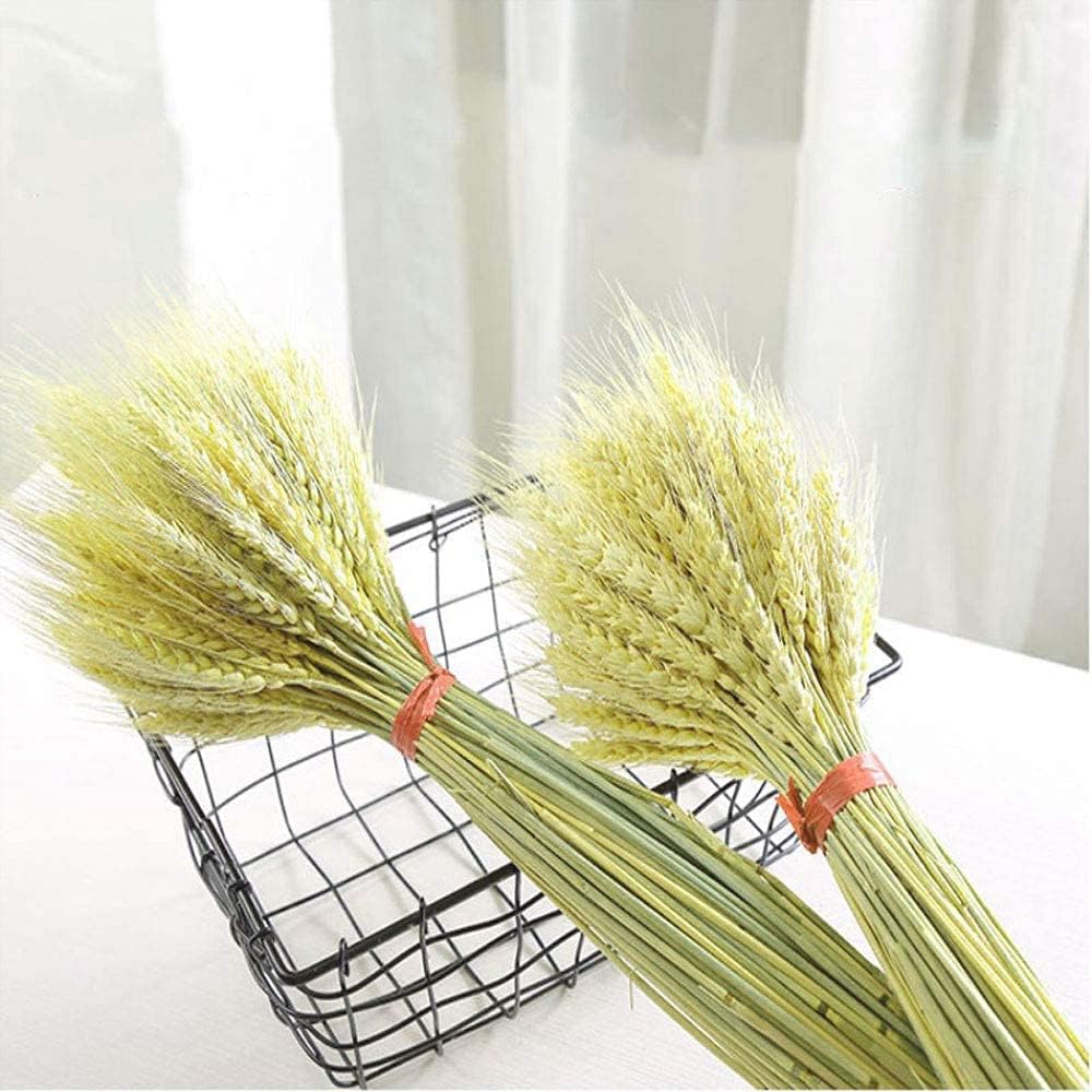 TooGet 200 Stems Dried Wheat Bouquet for Decor