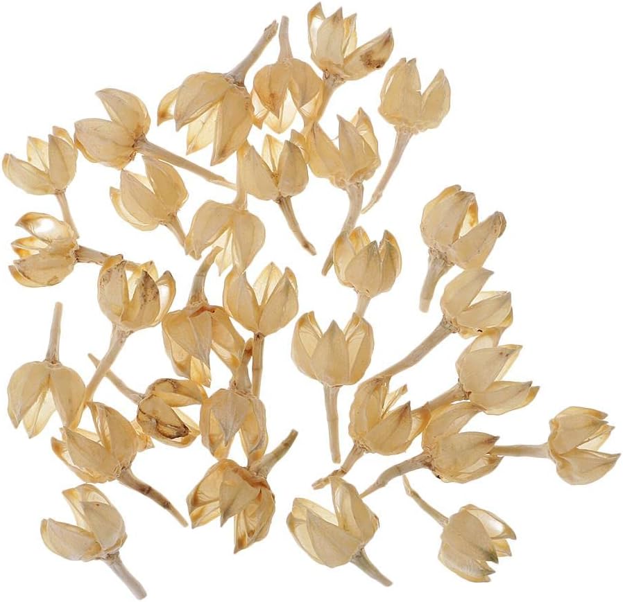 Pistro 30 Real Natural Rose Hips Dried Flowers for Crafts