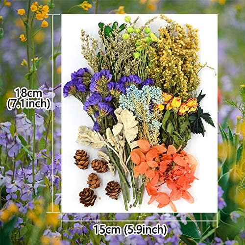 Vignee Real Dried Pressed Flower Daisies for Jewelry Crafting Violet Green