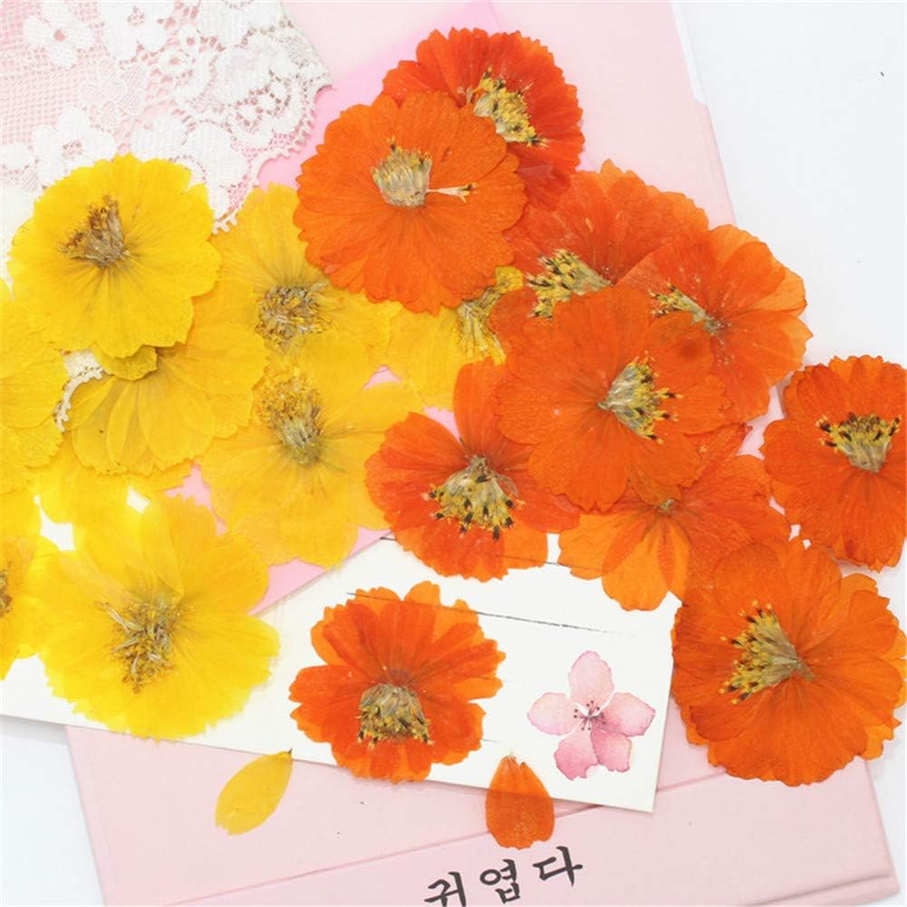 12PCS Sulphureus Natural Pressed Dried Flower for DIY Craft Jewelry Making