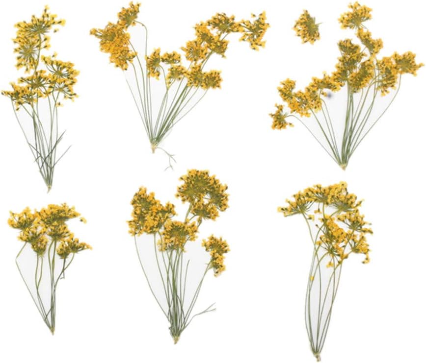 6pcs Natural Dried Yellow Flower Pressed for Resin Jewelry DIY Craft