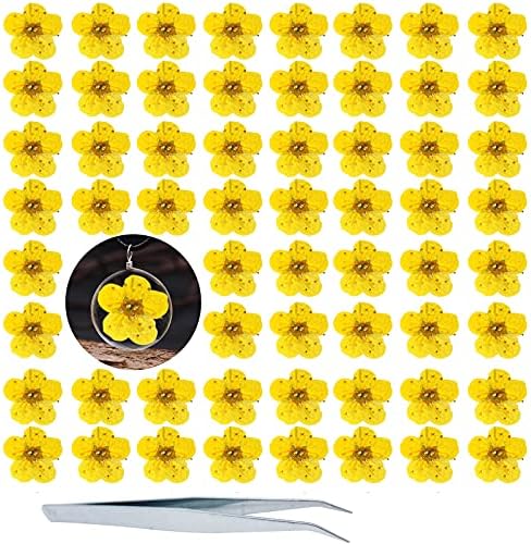 Pressed Dried Flowers 60PCS Yellow Plum Blossom for Resin Crafting and Scrapbooking