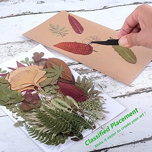 100 PCS Real Dried Greenery Leaves for DIY Resin Jewelry Craft