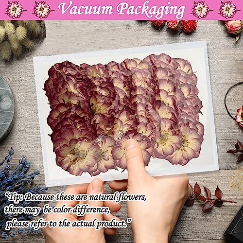 Natural Dried Two-Tone Rose Flowers for Resin Crafts