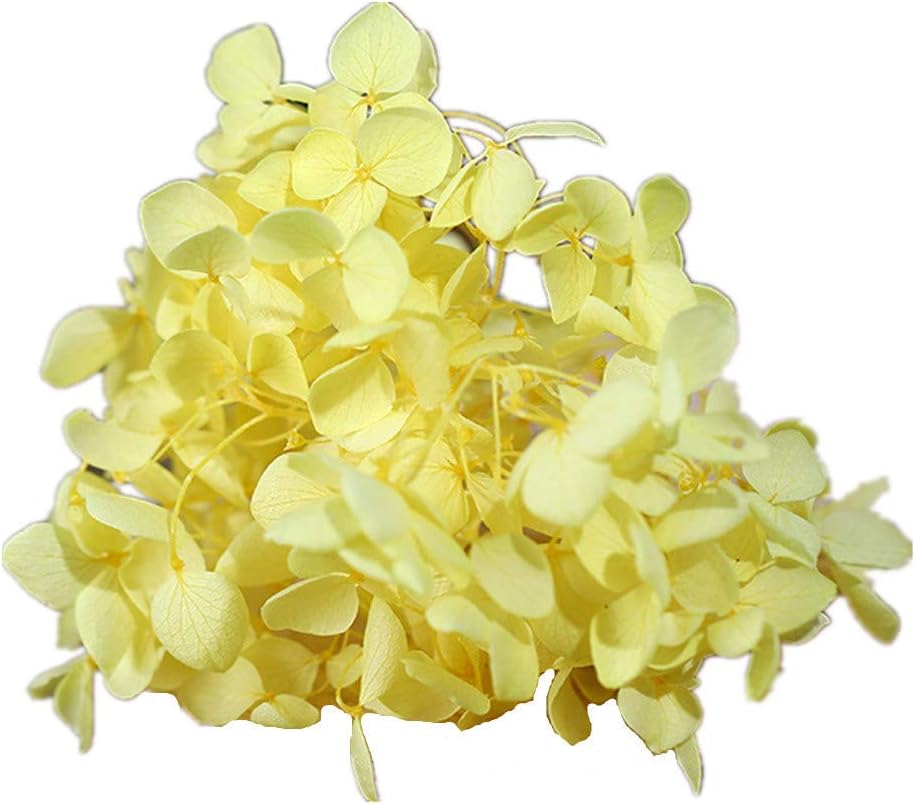 Natural Dried Flowers Hydrangea Pressed Flower Scrapbooking Embellishment Yellow