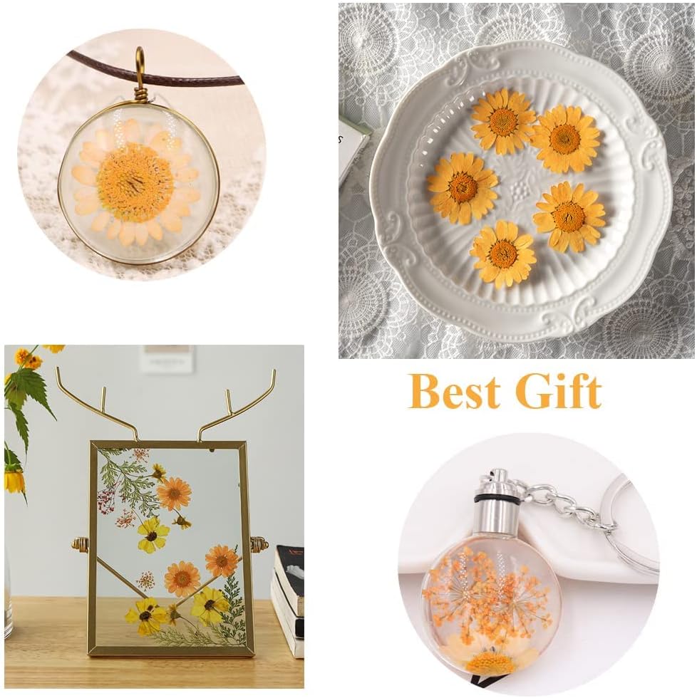 50pcs Natural Dried Daisy Flower for Crafts and Decor