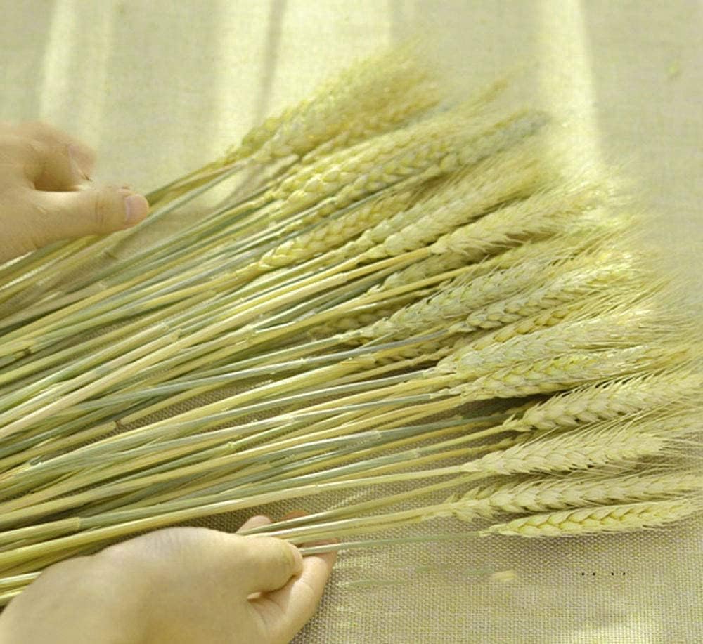 TooGet 200 Stems Dried Wheat Bouquet for Decor