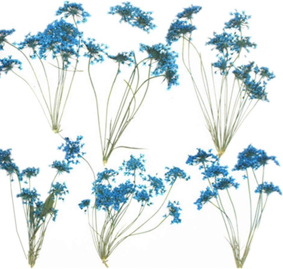 6pcs Natural Real Pressed Dried Blue Flowers for DIY Craft