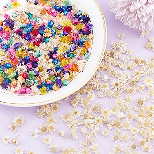 Queenbox 200pcs Mini Star Daisy Dried Flowers for DIY Wedding Confetti