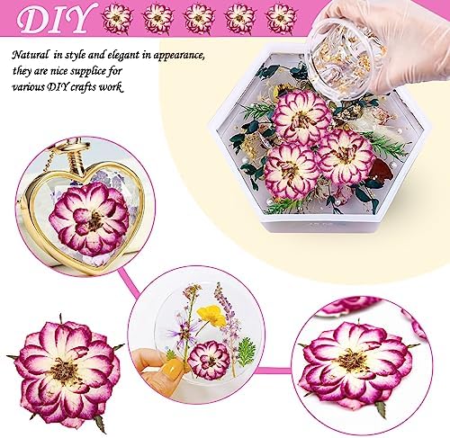 Natural Dried Two-Tone Rose Flowers for Resin Crafts