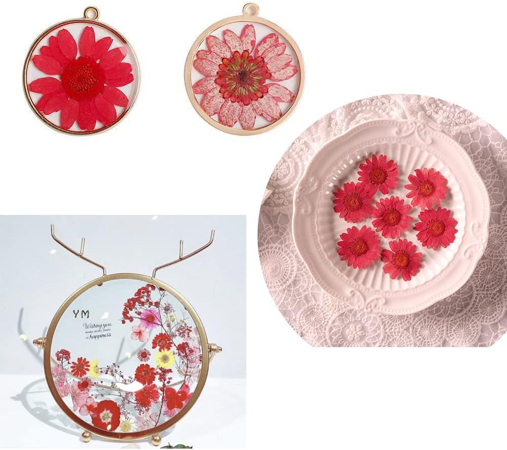 50pcs Natural Dried Daisy Flower for Crafting and Decoration