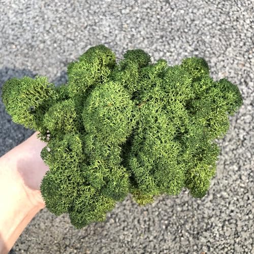 Preserved Reindeer Moss Green DIY Garden Art Decor Kit