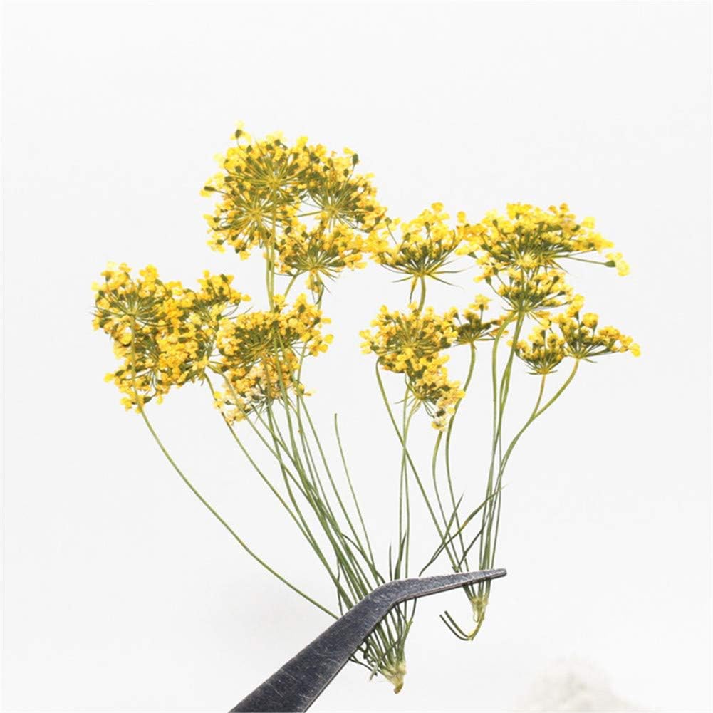 6pcs Natural Dried Yellow Flower Pressed for Resin Jewelry DIY Craft