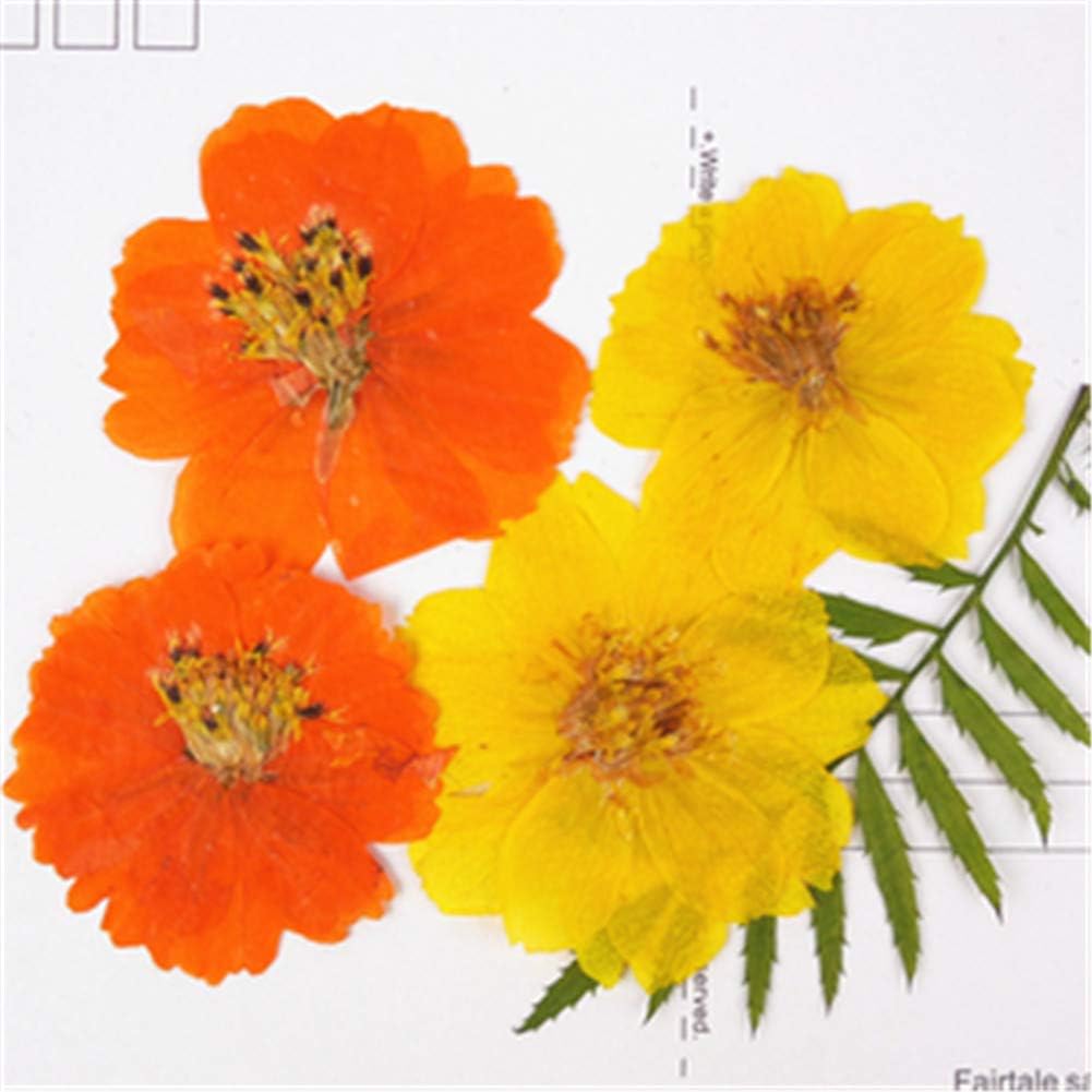 12PCS Sulphureus Natural Pressed Dried Flower for DIY Craft Jewelry Making
