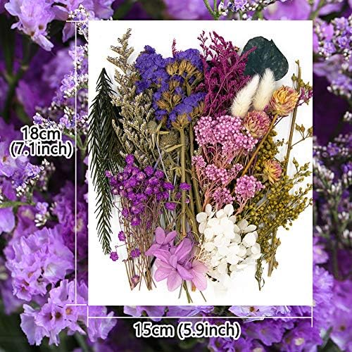 Vignee Real Dried Pressed Flowers Daisies Violet Craft