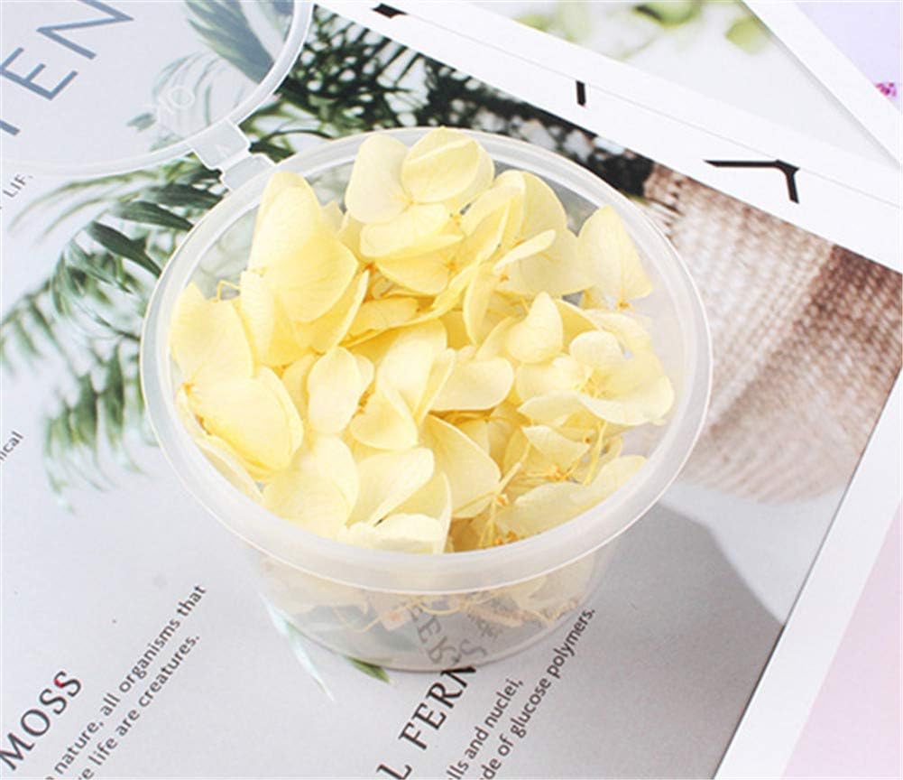 Natural Dried Flowers Hydrangea Pressed Flower Scrapbooking Embellishment Yellow
