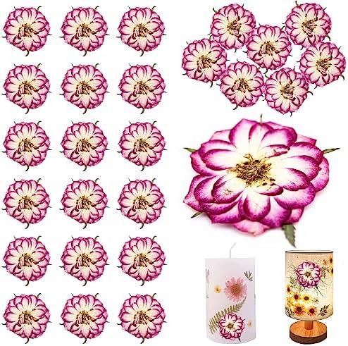 Natural Dried Two-Tone Rose Flowers for Resin Crafts